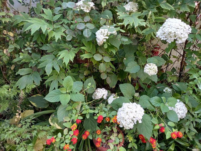  - Grădina 2021 continuare 2