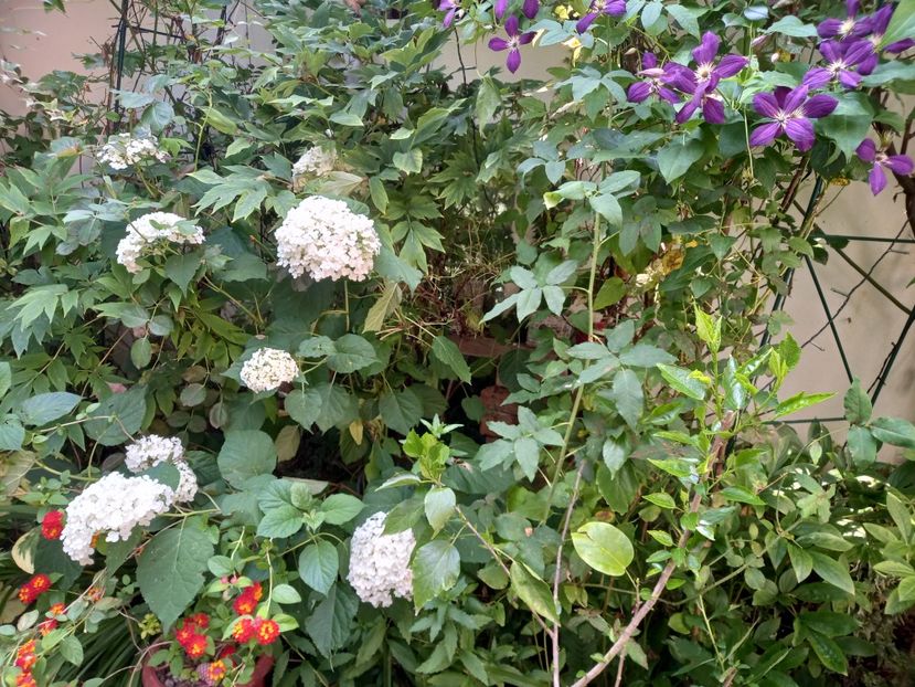  - Grădina 2021 continuare 2