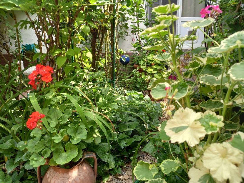  - Grădina 2021 continuare 2