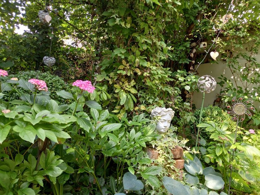  - Grădina 2021 continuare 2