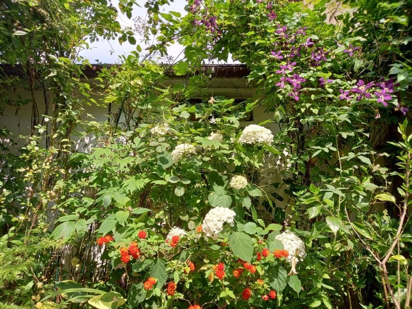  - Grădina 2021 continuare 2