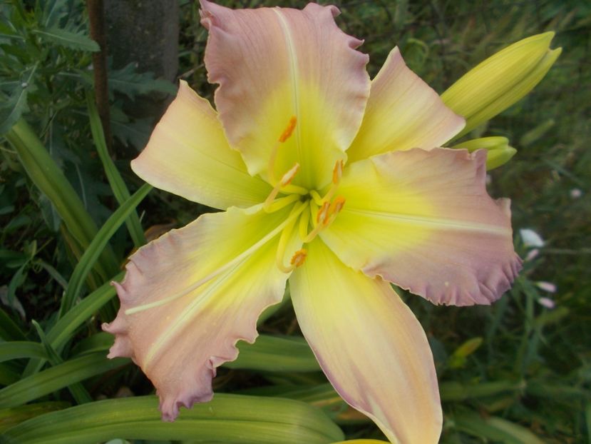  - Hemerocallis 2021