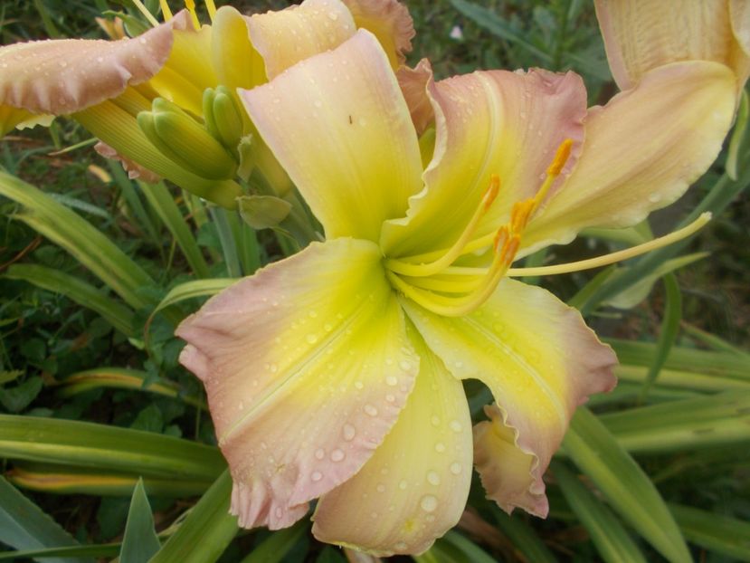  - Hemerocallis 2021