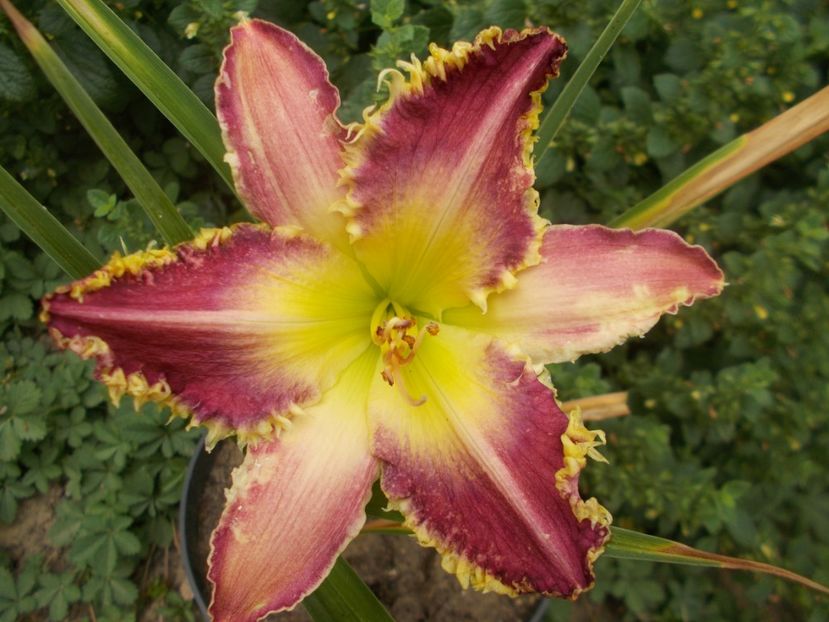  - Hemerocallis 2021