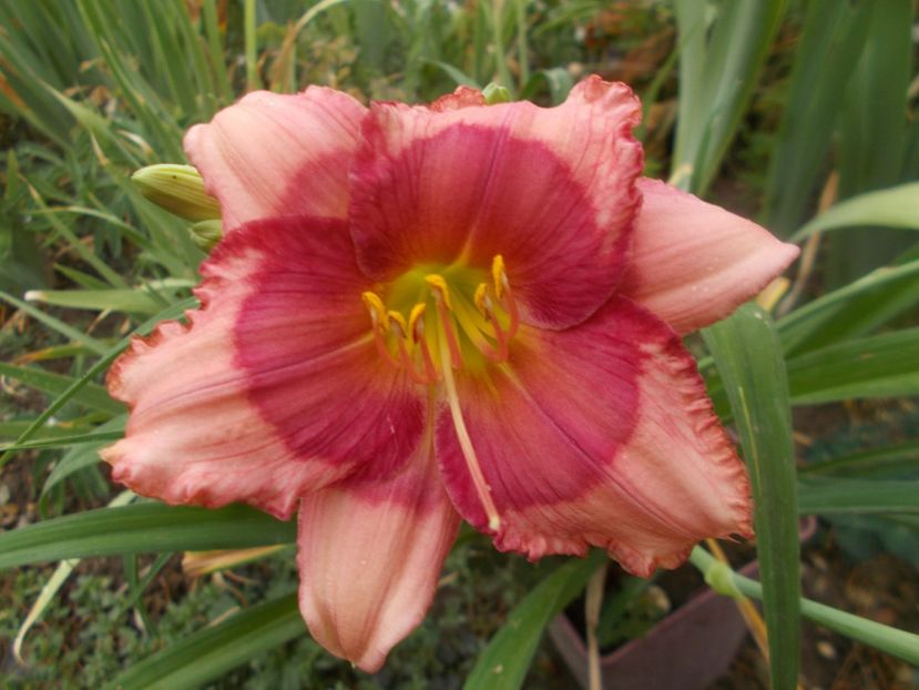  - Hemerocallis 2021