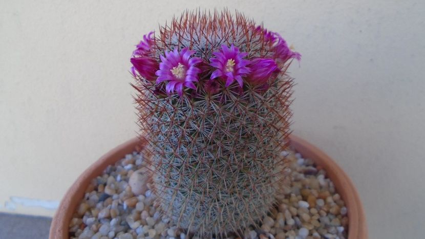 Mammillaria matudae - Cactusi 2021
