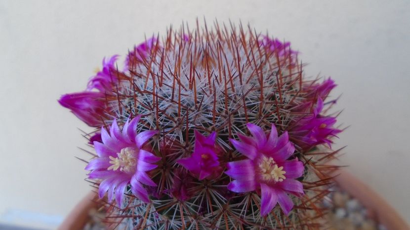 Mammillaria matudae - Cactusi 2021
