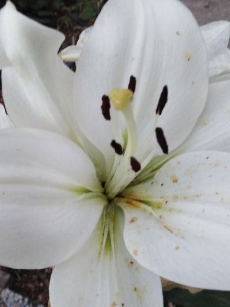  - dragostea  de natura