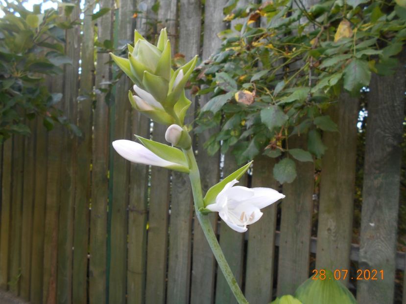  - 02 Azalee-rhododendroni-heleborusi-hortensii-hoste 2021
