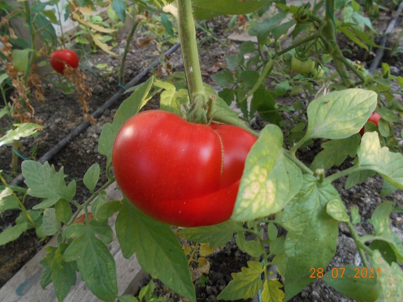  - 02 Gradina de legume 2021