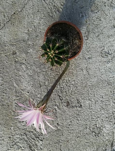  - Echinopsis werdermannii