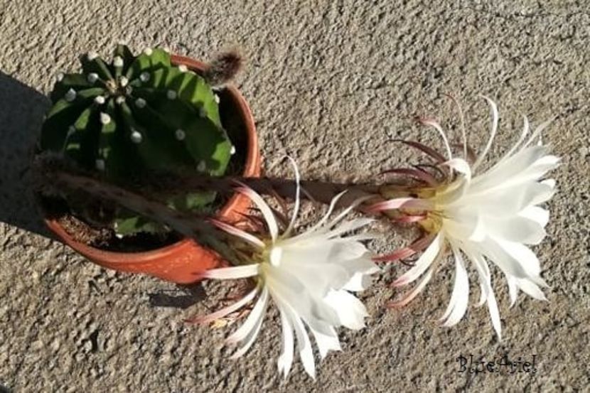  - Echinopsis subdenudata