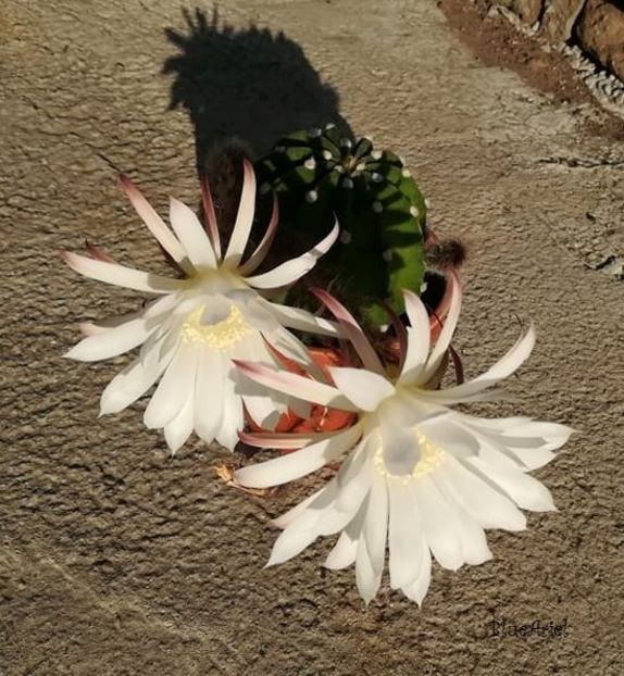  - Echinopsis subdenudata