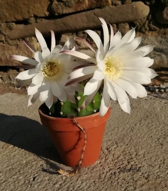  - Echinopsis subdenudata