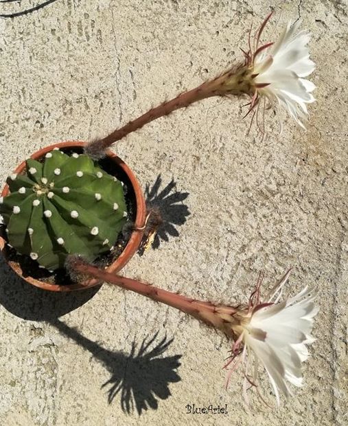 - Echinopsis subdenudata