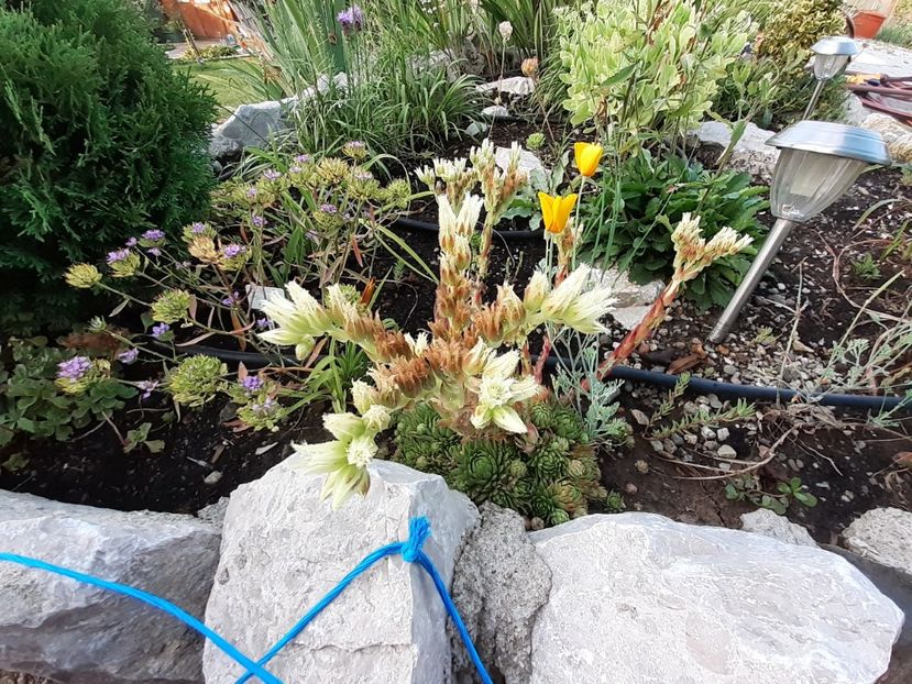  - Gradina mea work in progress