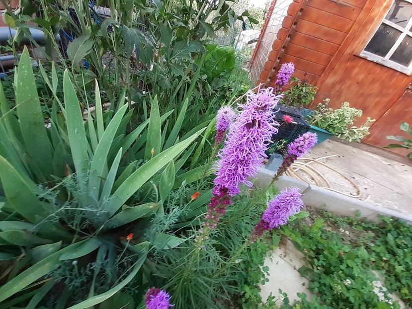  - Gradina mea work in progress