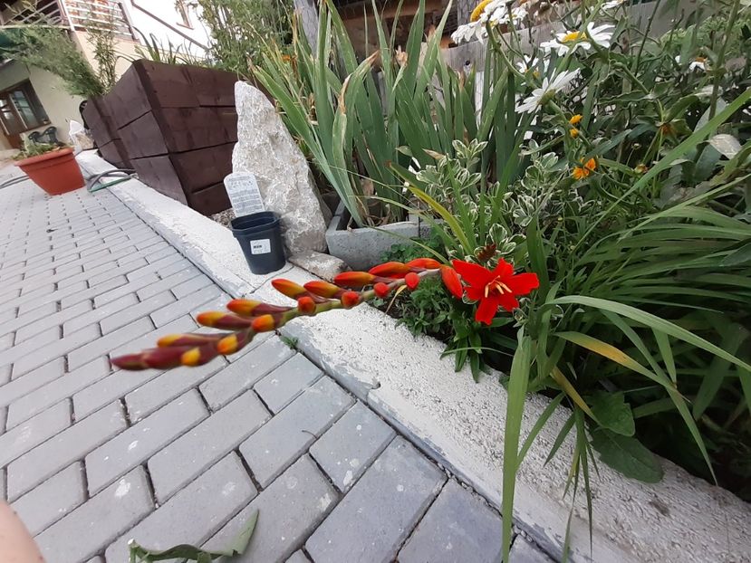  - Gradina mea work in progress