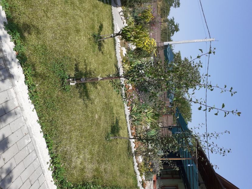  - Gradina mea work in progress
