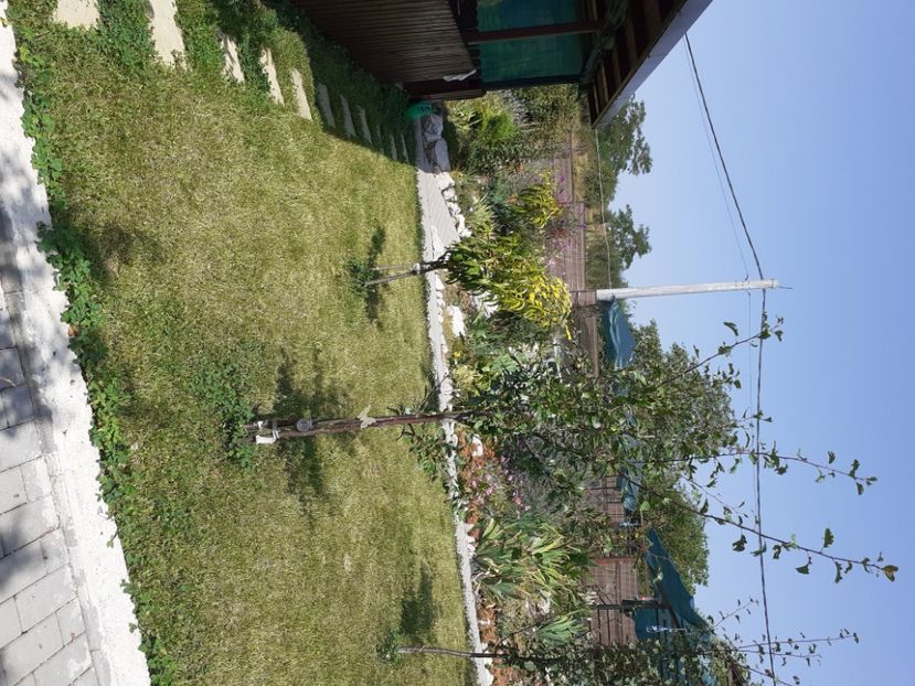  - Gradina mea work in progress