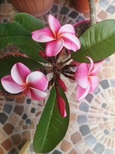  - Plumeria