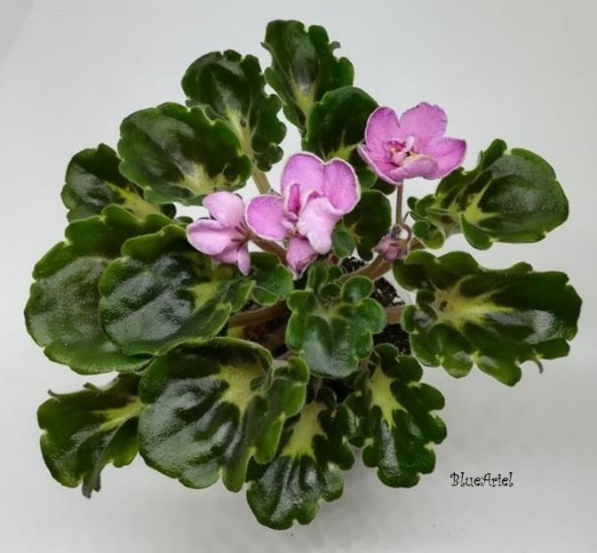 2021 - Ma_s Melody Girl