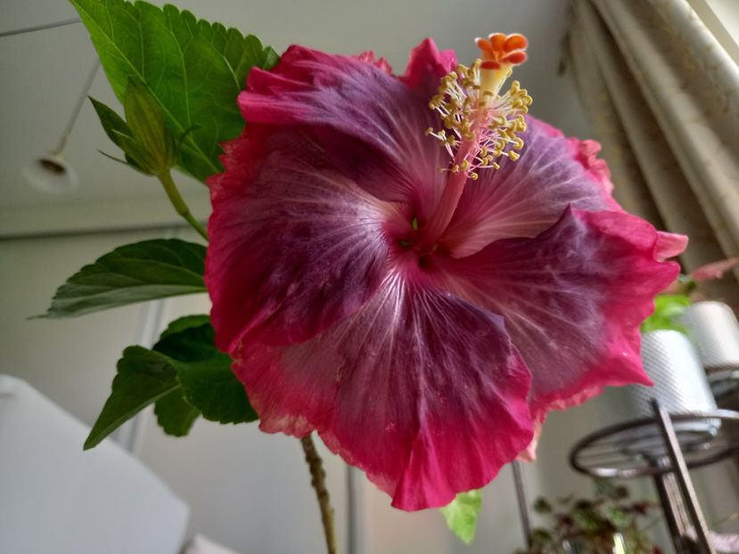 28.07.2021 - Purple Pashmina