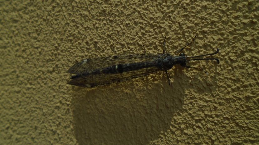 Gaze de vara - r Vara 2020-2021-2022-2023