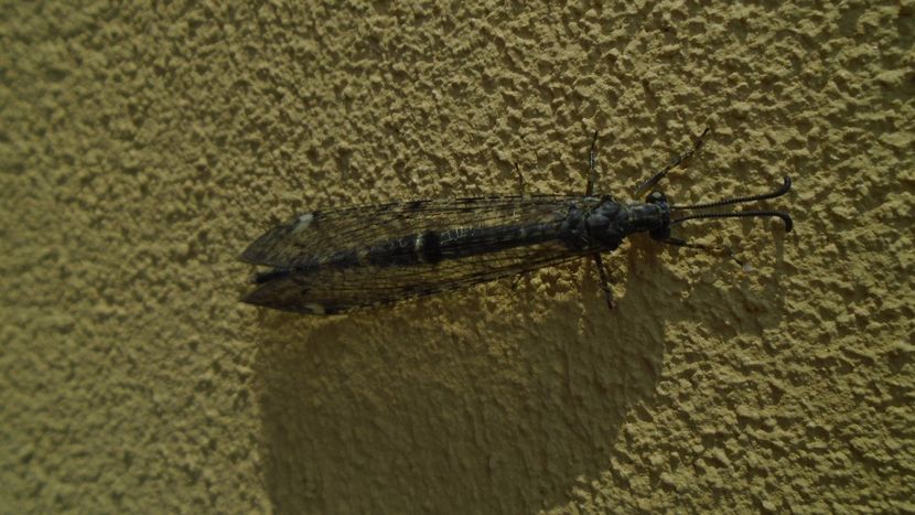 Gaze de vara - r Vara 2020-2021-2022-2023