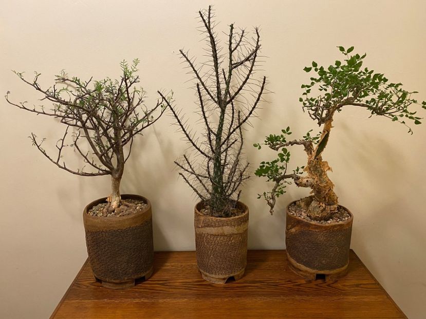 Bursera fagaroides, Bursera microphylla, Foquieria purpussii - Vase - aranjamente - accesorii