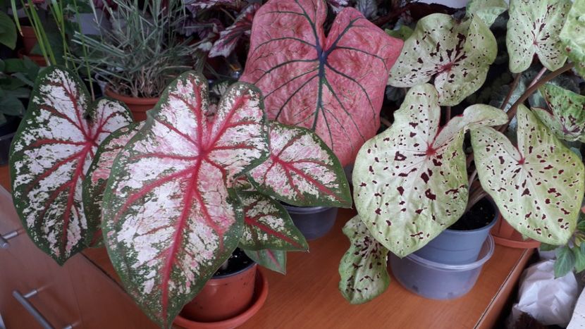  - A Caladium