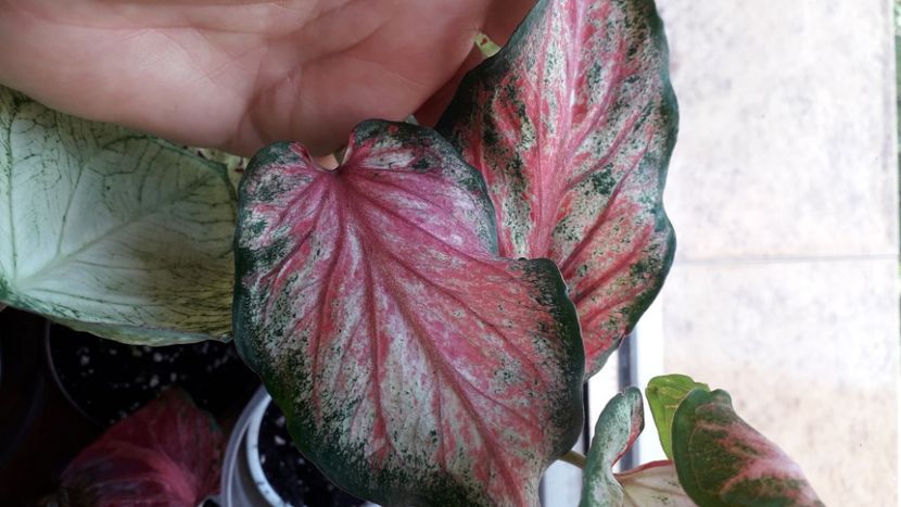  - A Caladium