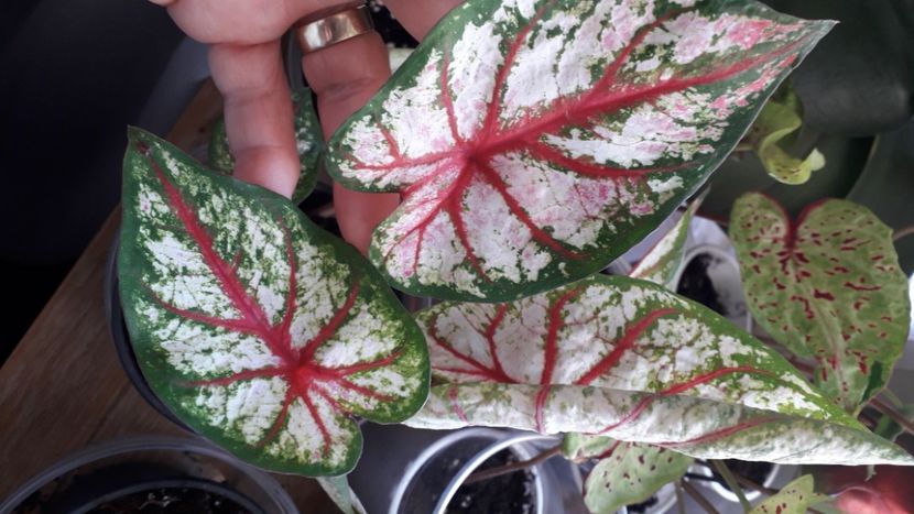 - A Caladium