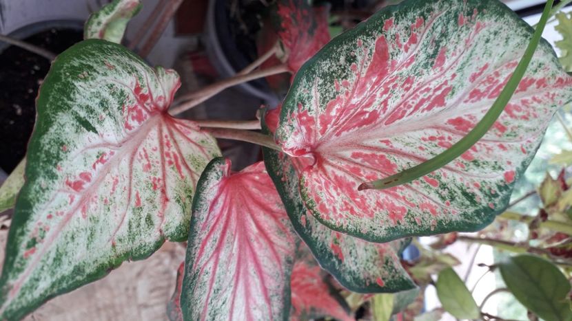  - A Caladium