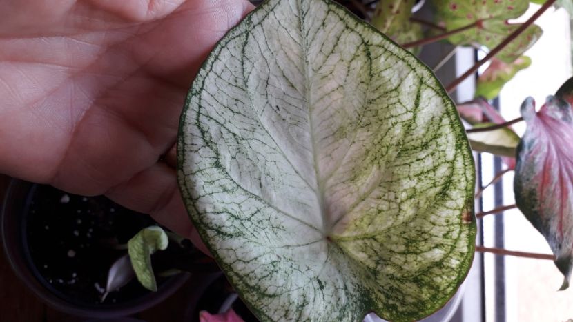  - A Caladium