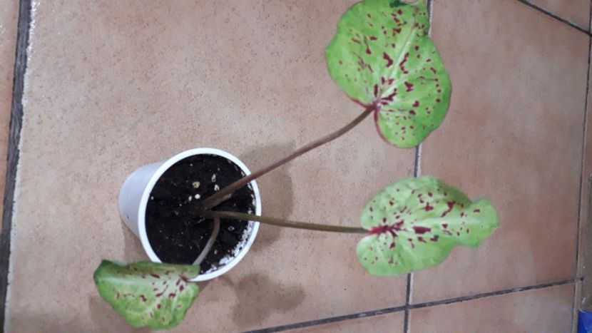  - A Caladium