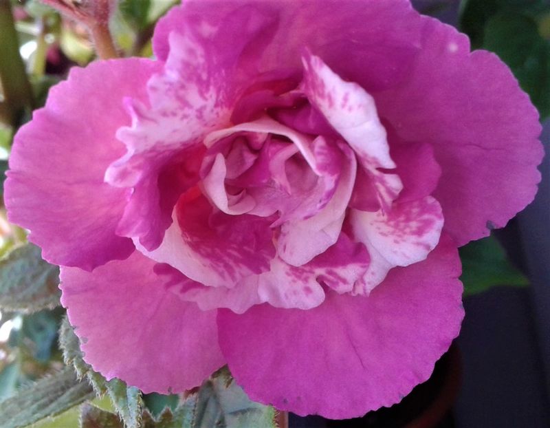 colectia mea de achimenes - 0000 ACHIMENES