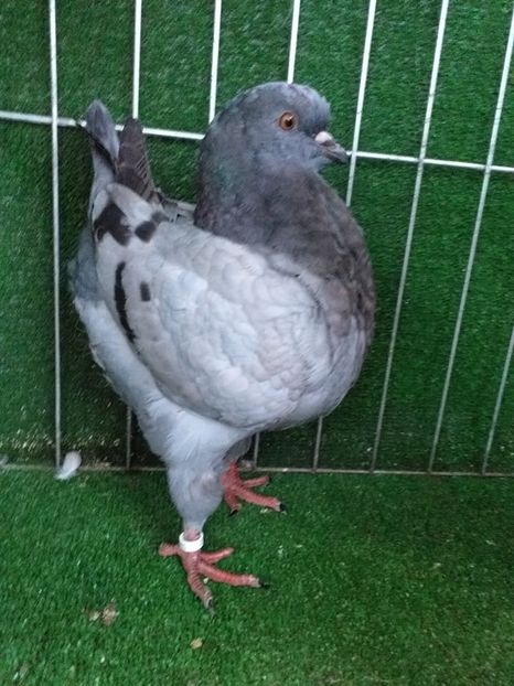 1-0 vandut - king 2021