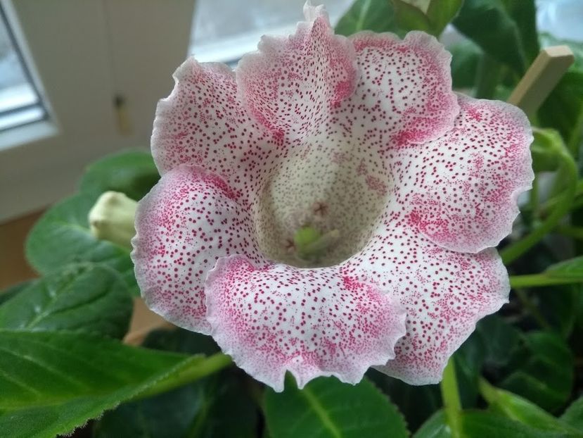 33a - Gloxinia din seminte 2020-2021