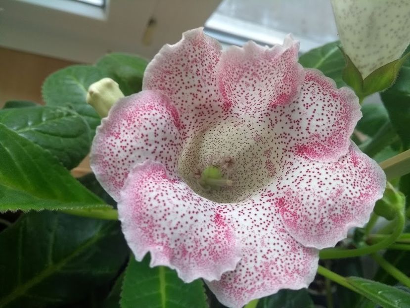 33b - Gloxinia din seminte 2020-2021