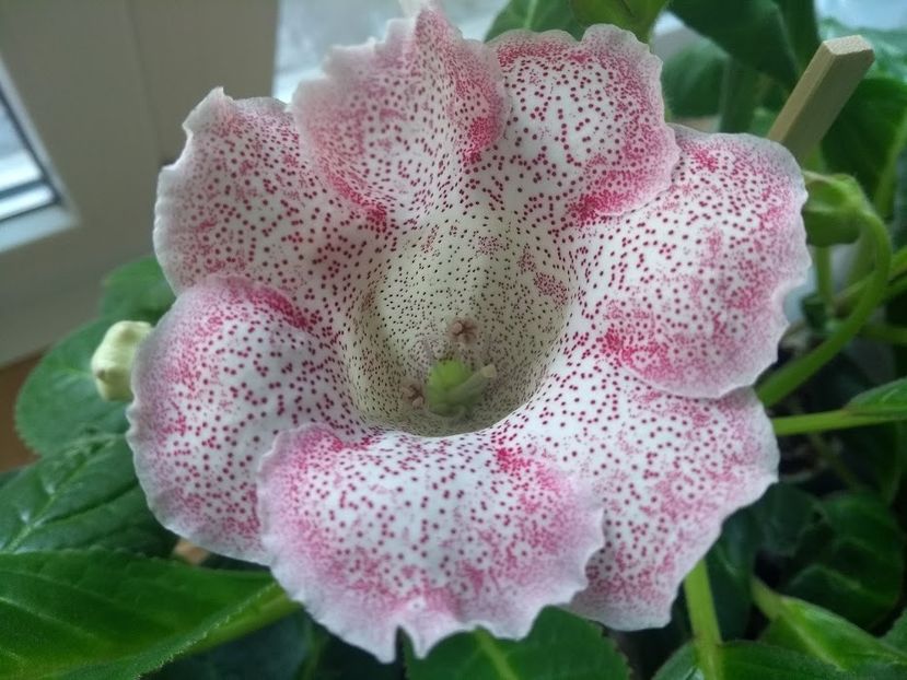 33c - Gloxinia din seminte 2020-2021