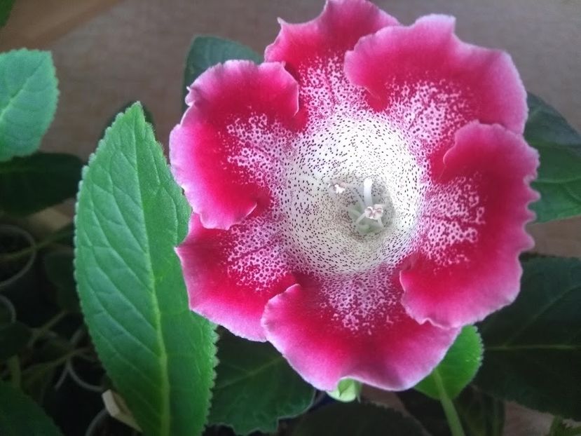 34a - Gloxinia din seminte 2020-2021