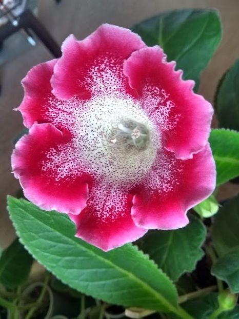 34b - Gloxinia din seminte 2020-2021