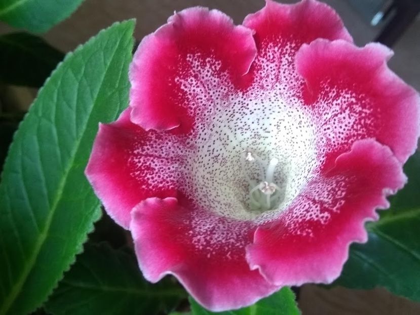 34c - Gloxinia din seminte 2020-2021