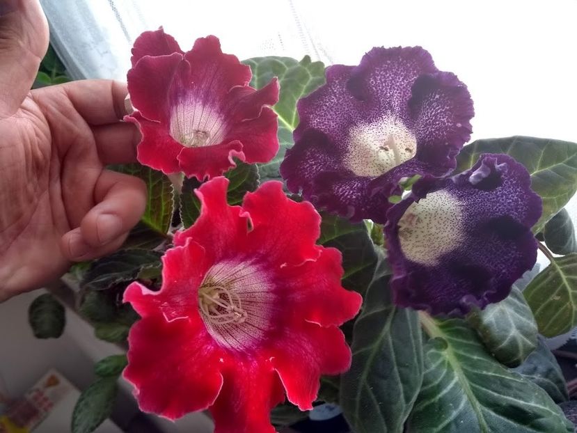  - Gloxinia din seminte 2020-2021