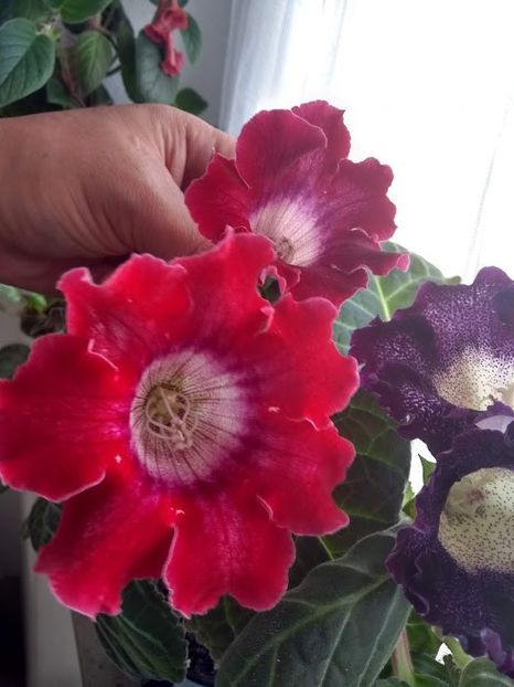  - Gloxinia din seminte 2020-2021