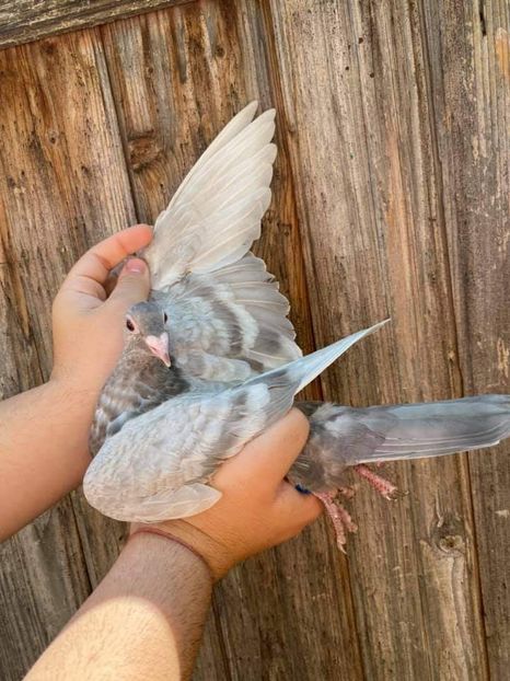  - NU IMI APARTIN ALBUM NR 2