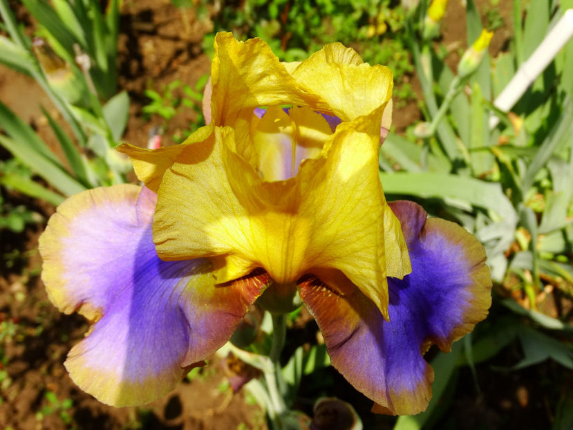  - IRISI GERMANICA