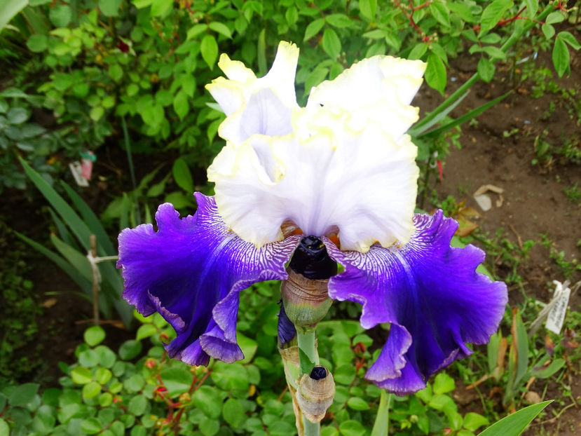  - IRISI GERMANICA