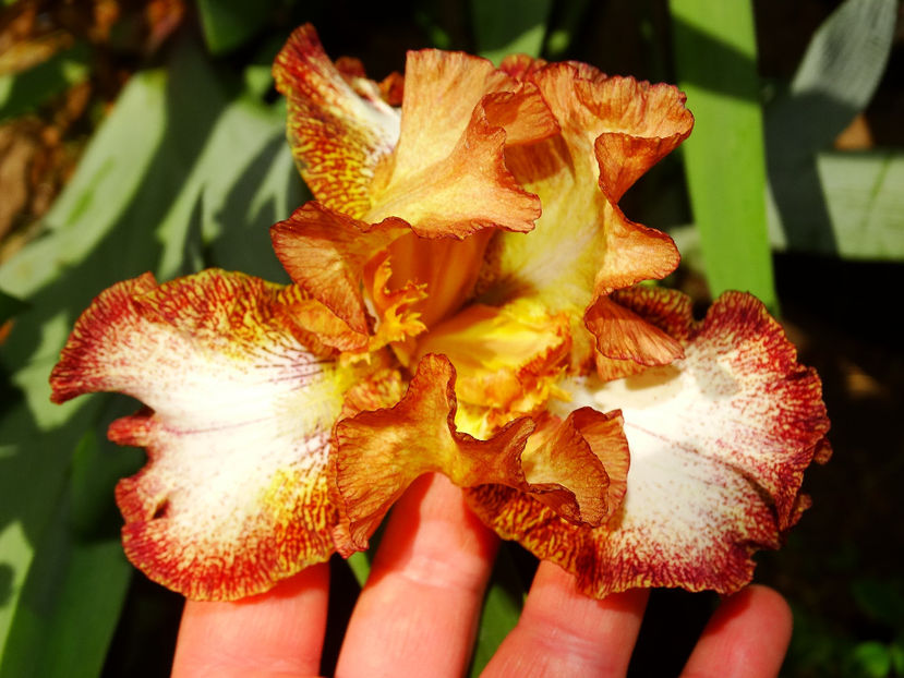  - IRISI GERMANICA